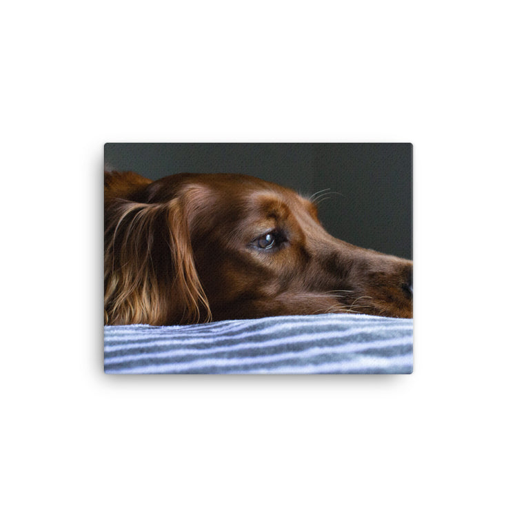 Sleepy Puppy Canvas Print