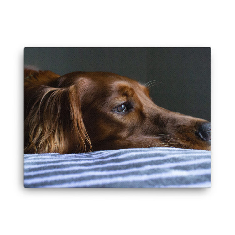 Sleepy Puppy Canvas Print