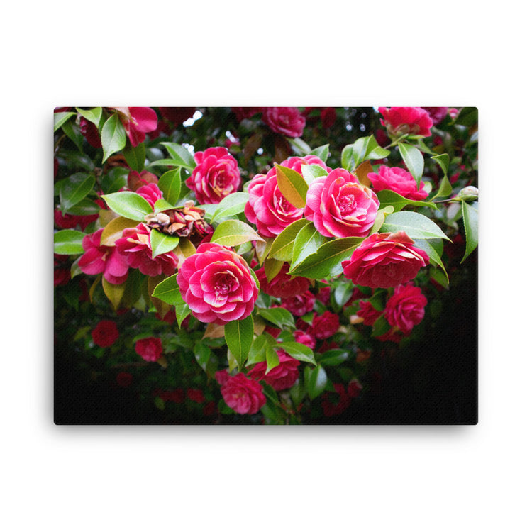 Blooming Rose Bush Canvas Print