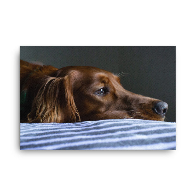 Sleepy Puppy Canvas Print