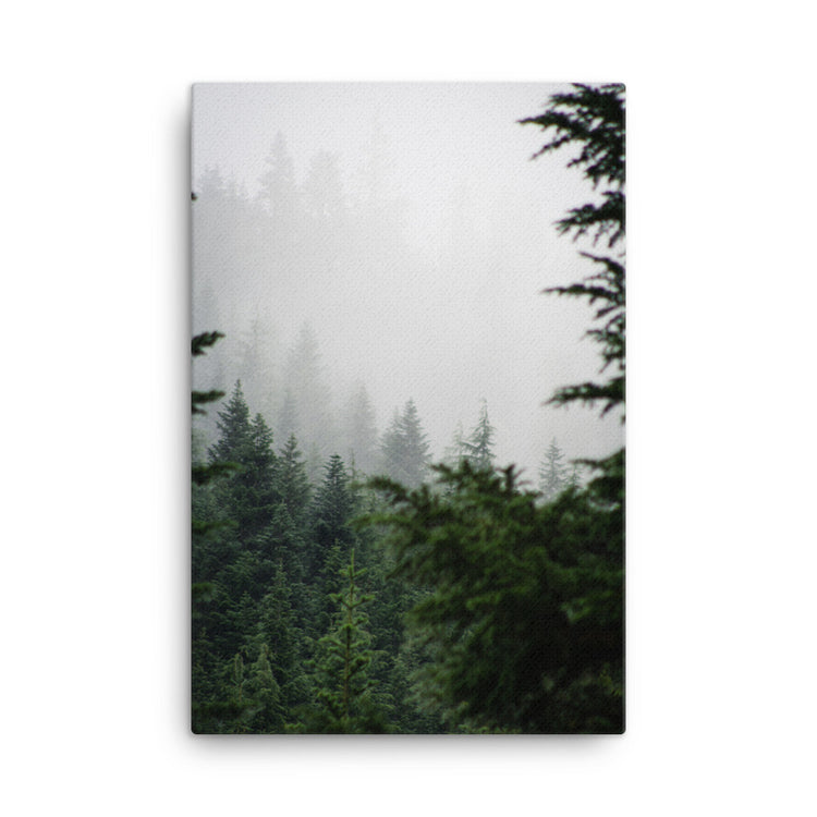 Niebla del bosque de hoja perenne Lienzo