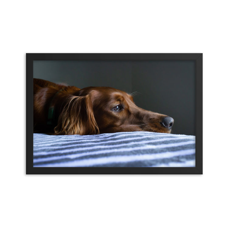 Sleepy Puppy Framed Print