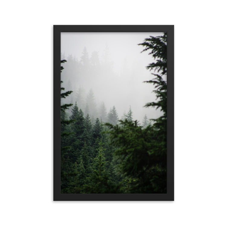 Lámina enmarcada Niebla del bosque siempre verde