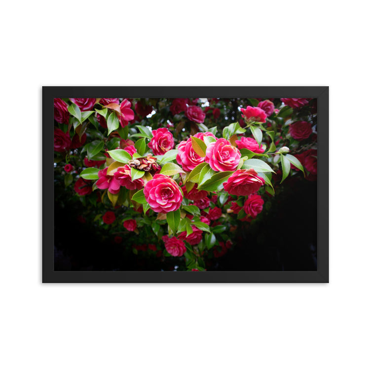 Blooming Rose Bush Framed Print