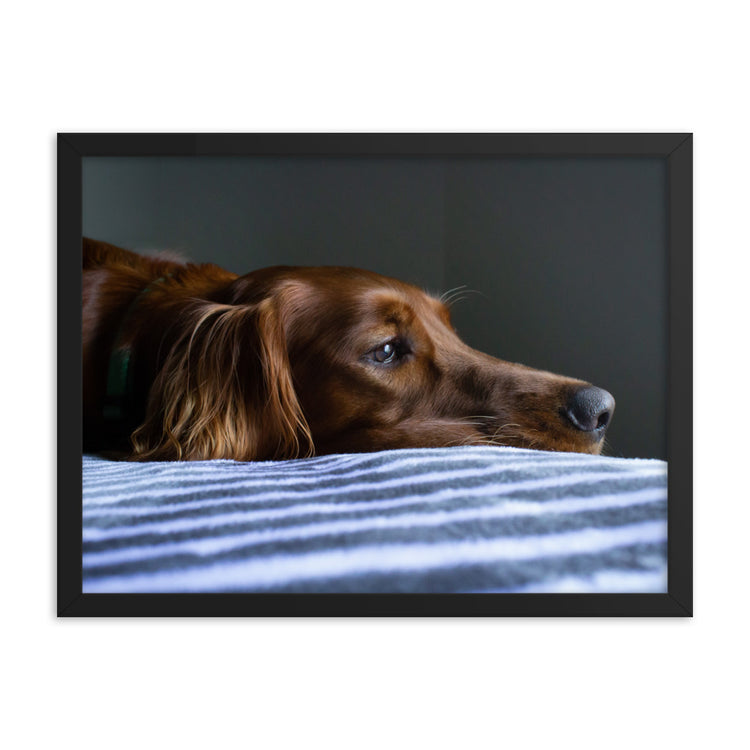 Sleepy Puppy Framed Print