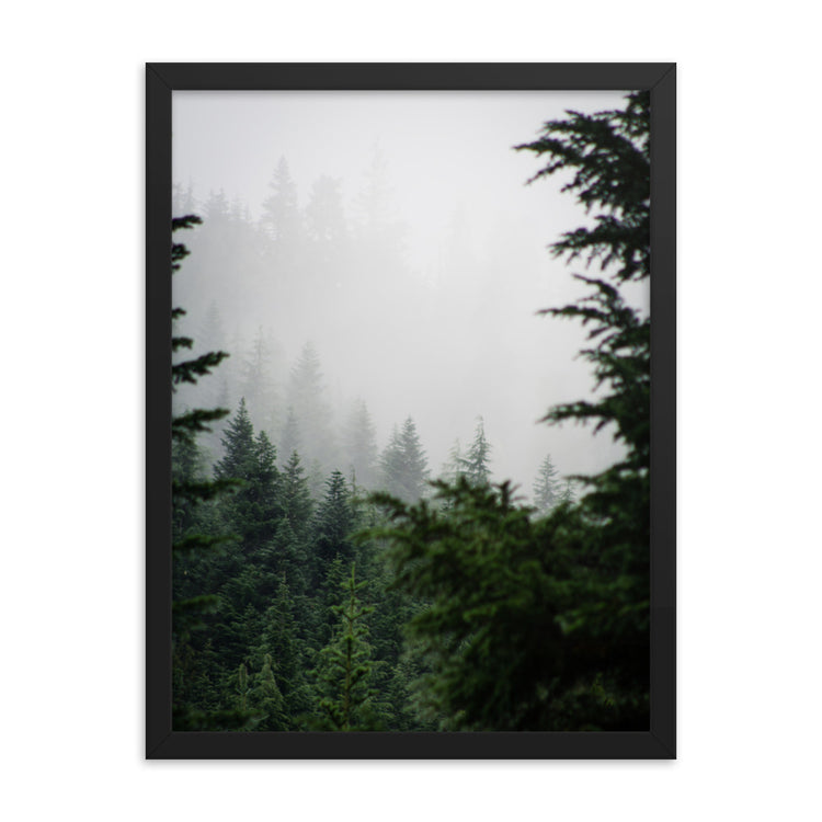 Lámina enmarcada Niebla del bosque siempre verde