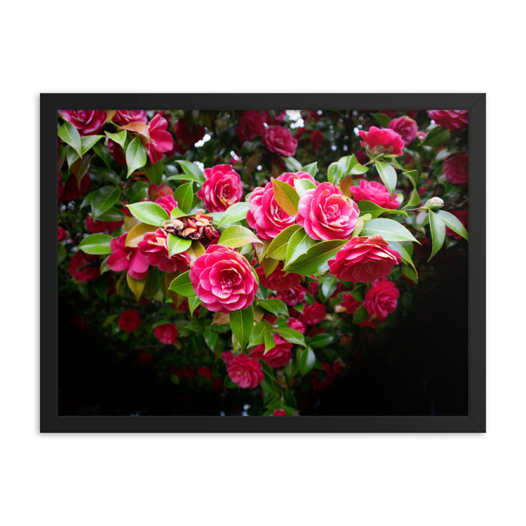 Blooming Rose Bush Framed Print