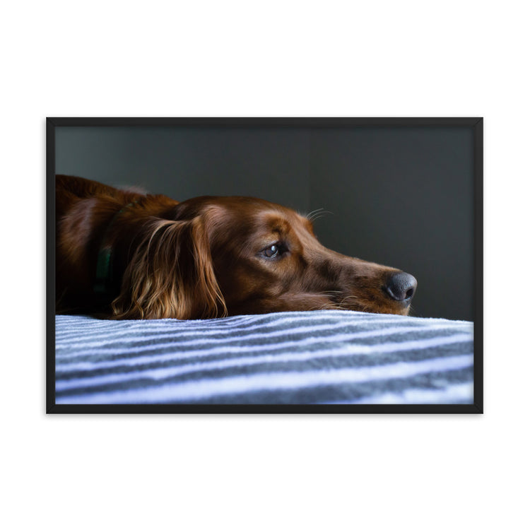 Sleepy Puppy Framed Print