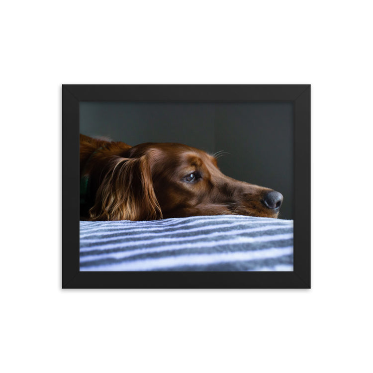 Sleepy Puppy Framed Print