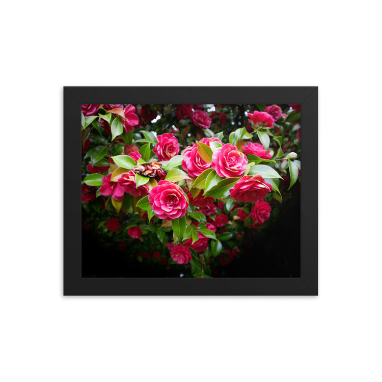 Blooming Rose Bush Framed Print