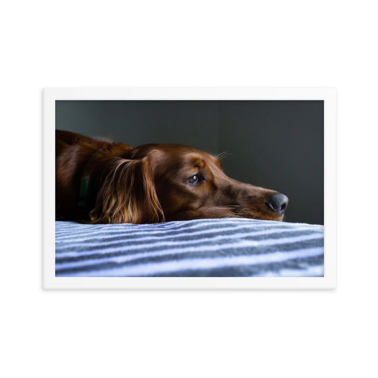 Sleepy Puppy Framed Print