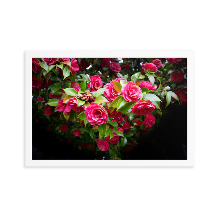 Blooming Rose Bush Framed Print