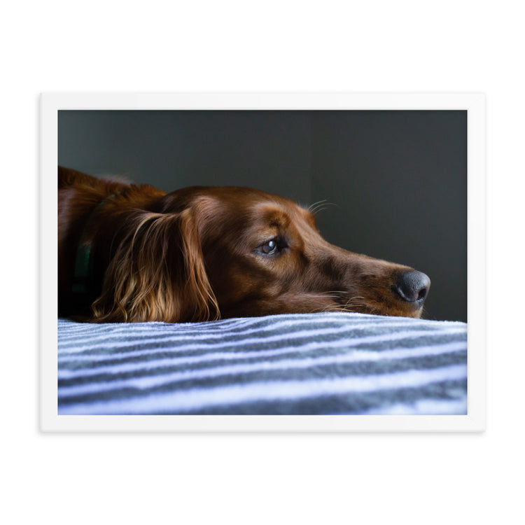 Sleepy Puppy Framed Print