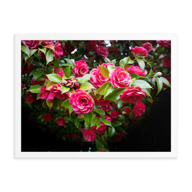 Blooming Rose Bush Framed Print