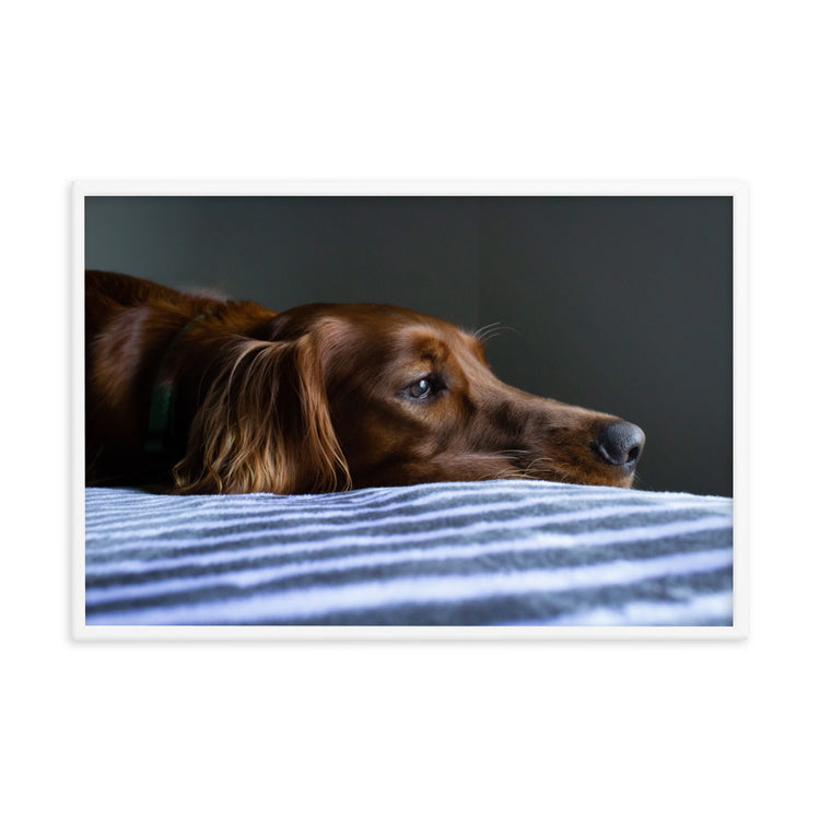 Sleepy Puppy Framed Print