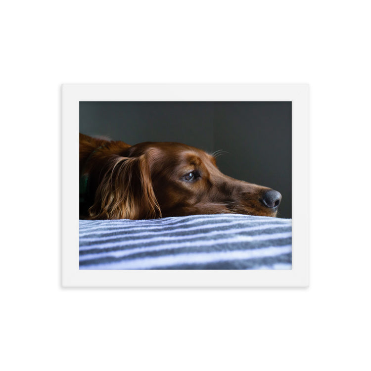 Sleepy Puppy Framed Print