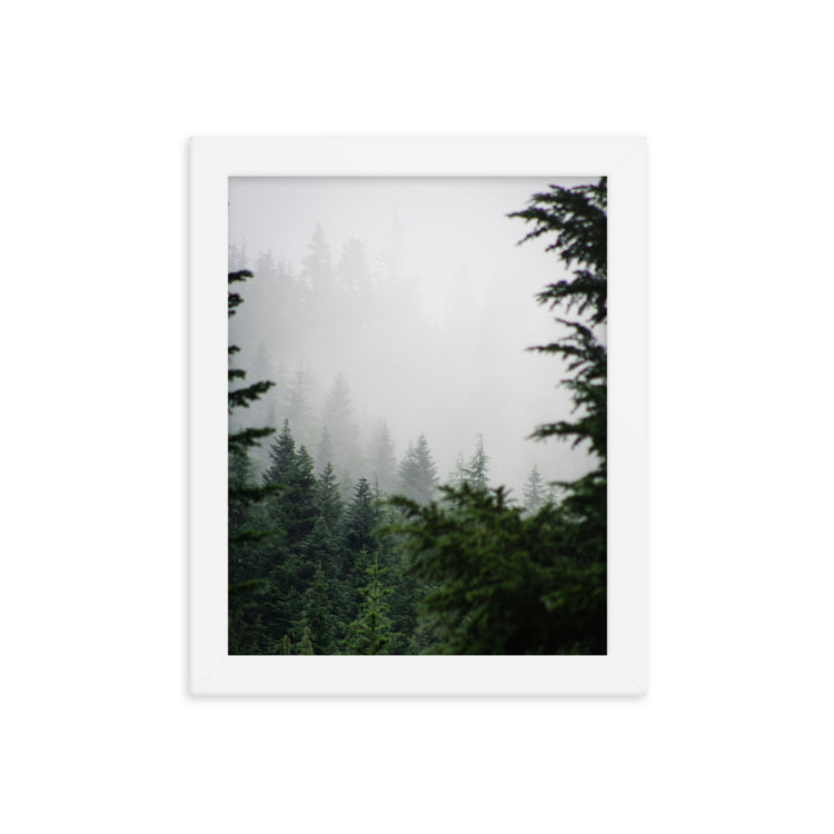 Lámina enmarcada Niebla del bosque siempre verde