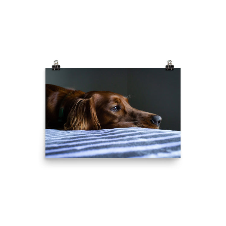 Sleepy Puppy Print