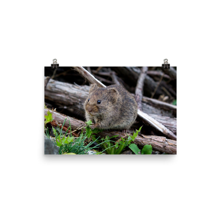 Meadow Vole Print