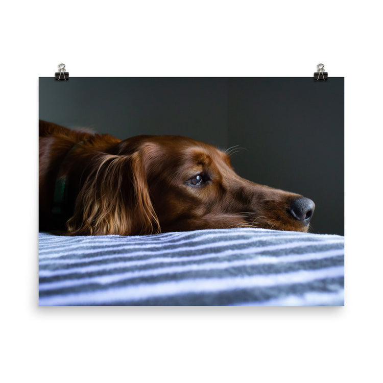 Sleepy Puppy Print