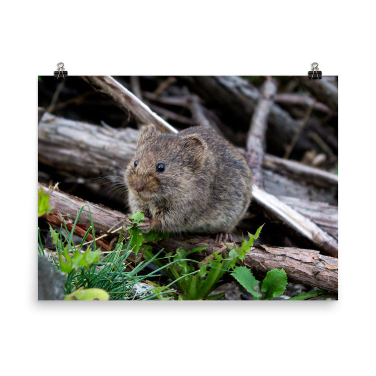 Meadow Vole Print