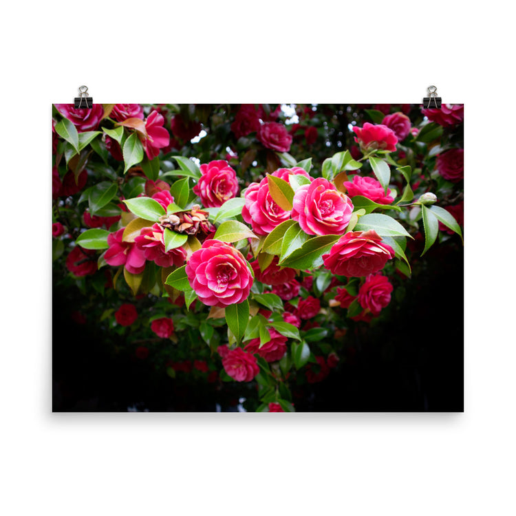 Estampado de rosal floreciente