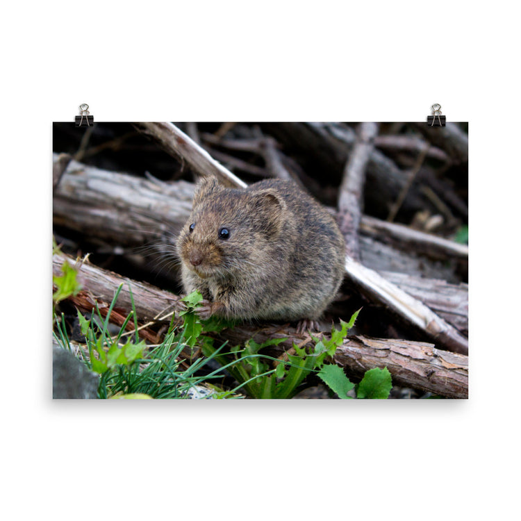 Meadow Vole Print