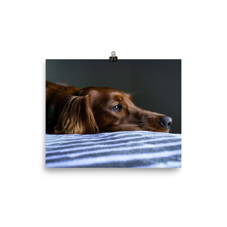 Sleepy Puppy Print