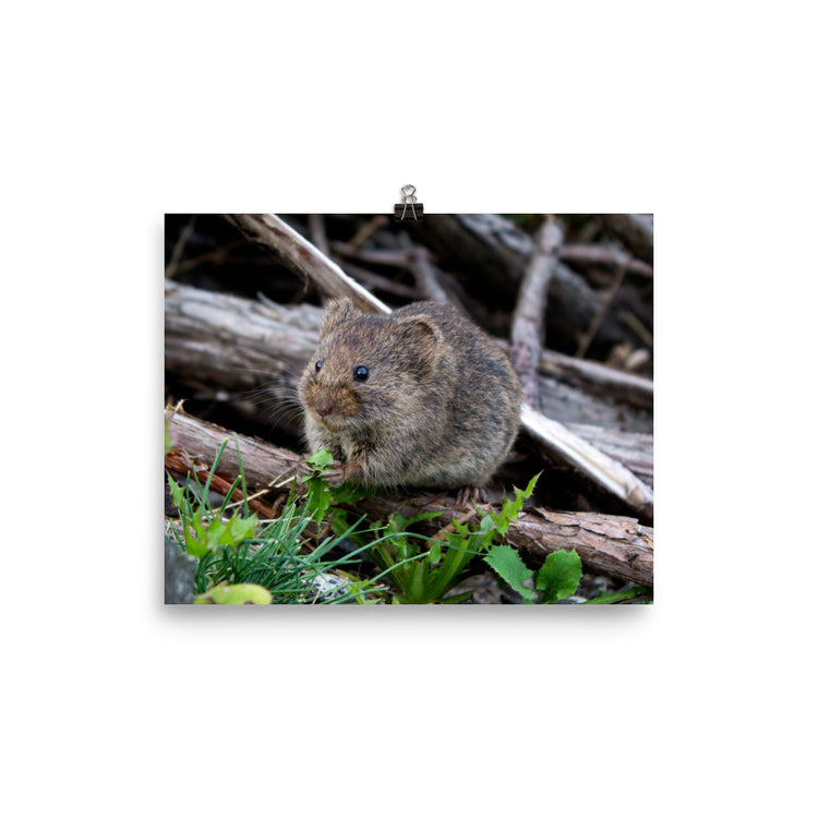 Meadow Vole Print
