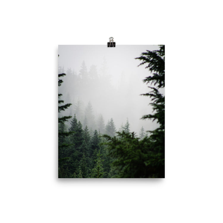 Impresión de niebla de bosque de hoja perenne