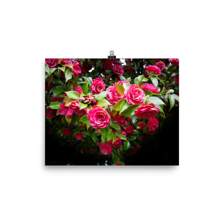 Estampado de rosal floreciente