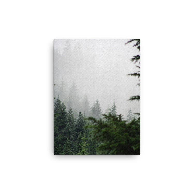 Niebla del bosque de hoja perenne Lienzo
