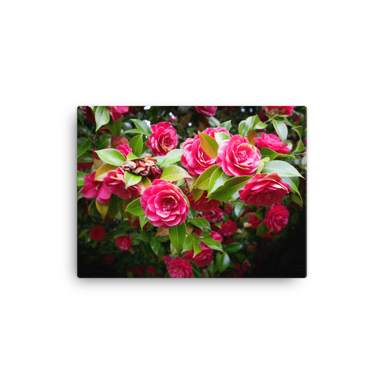 Blooming Rose Bush Canvas Print