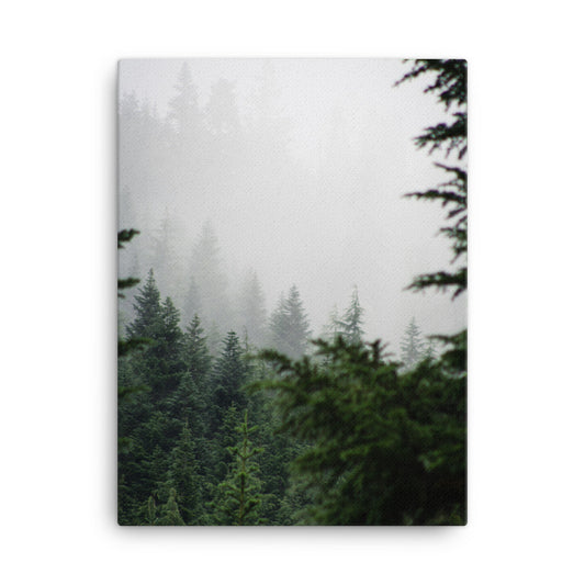 Niebla del bosque de hoja perenne Lienzo