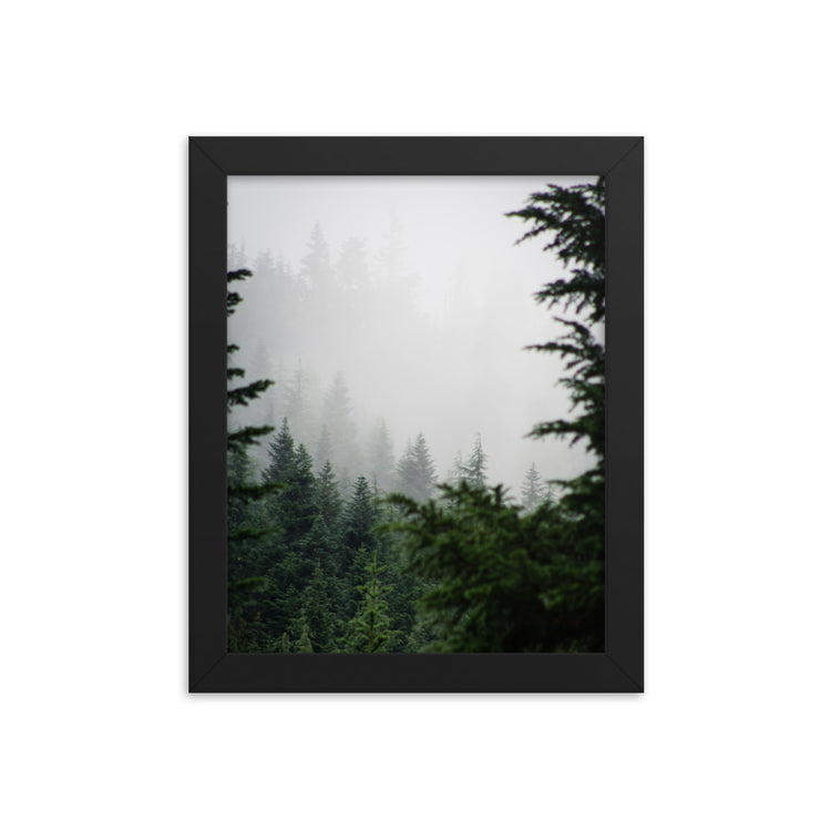 Lámina enmarcada Niebla del bosque siempre verde