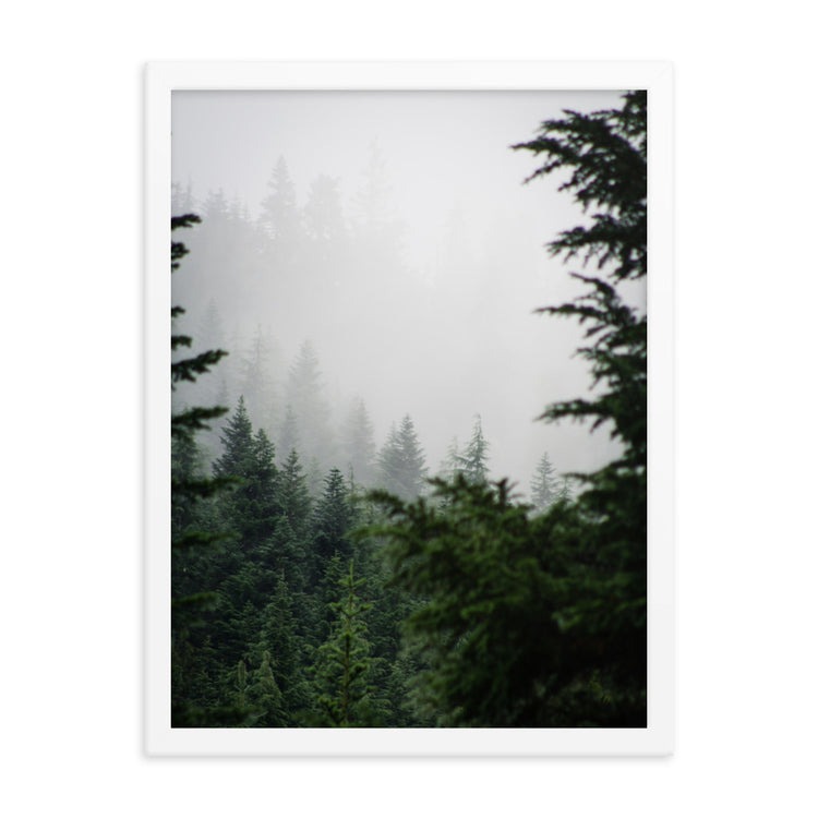 Lámina enmarcada Niebla del bosque siempre verde