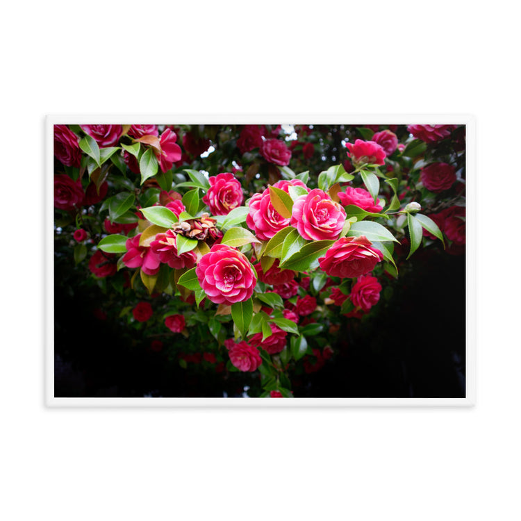 Blooming Rose Bush Framed Print