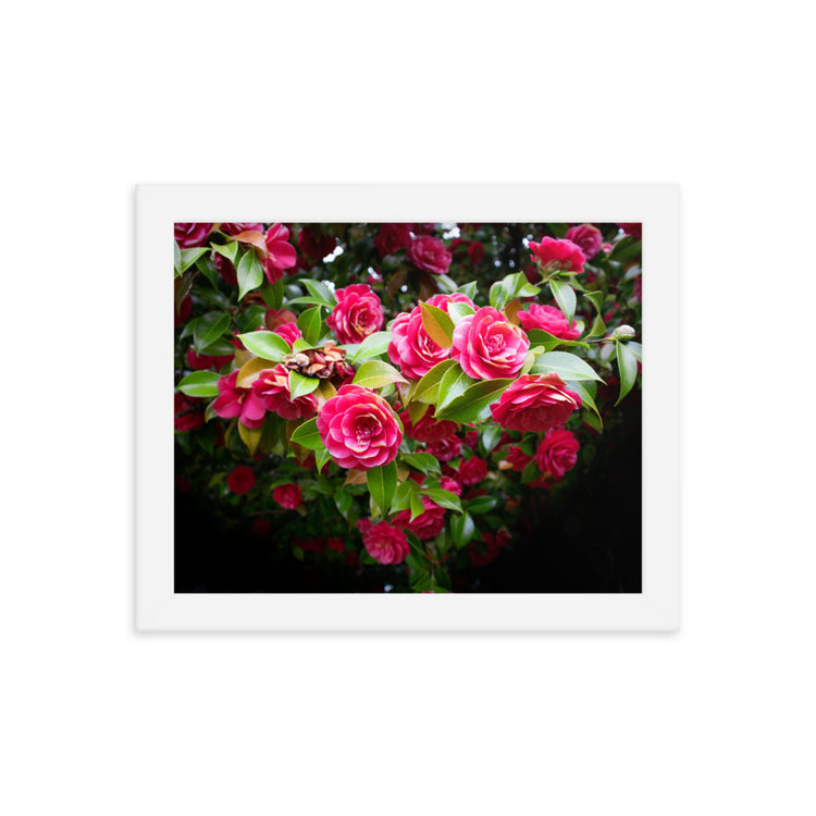 Blooming Rose Bush Framed Print