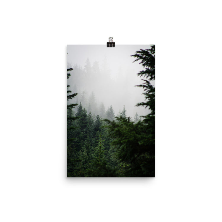 Impresión de niebla de bosque de hoja perenne