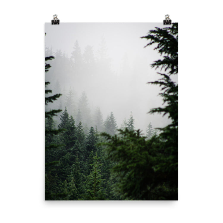Evergreen Forest Fog Print