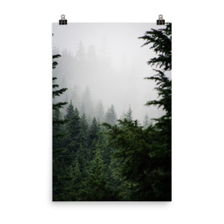 Impresión de niebla de bosque de hoja perenne