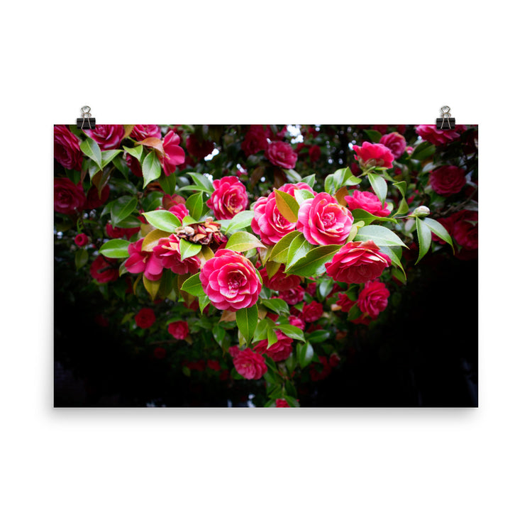 Blooming Rose Bush Print